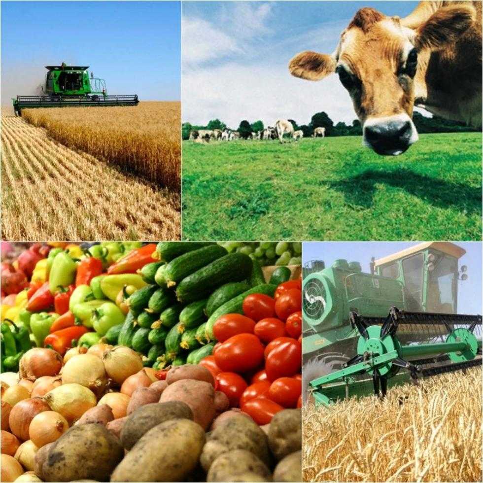 Отрасли сельского хозяйства – основные виды, состав, специализации кратко
