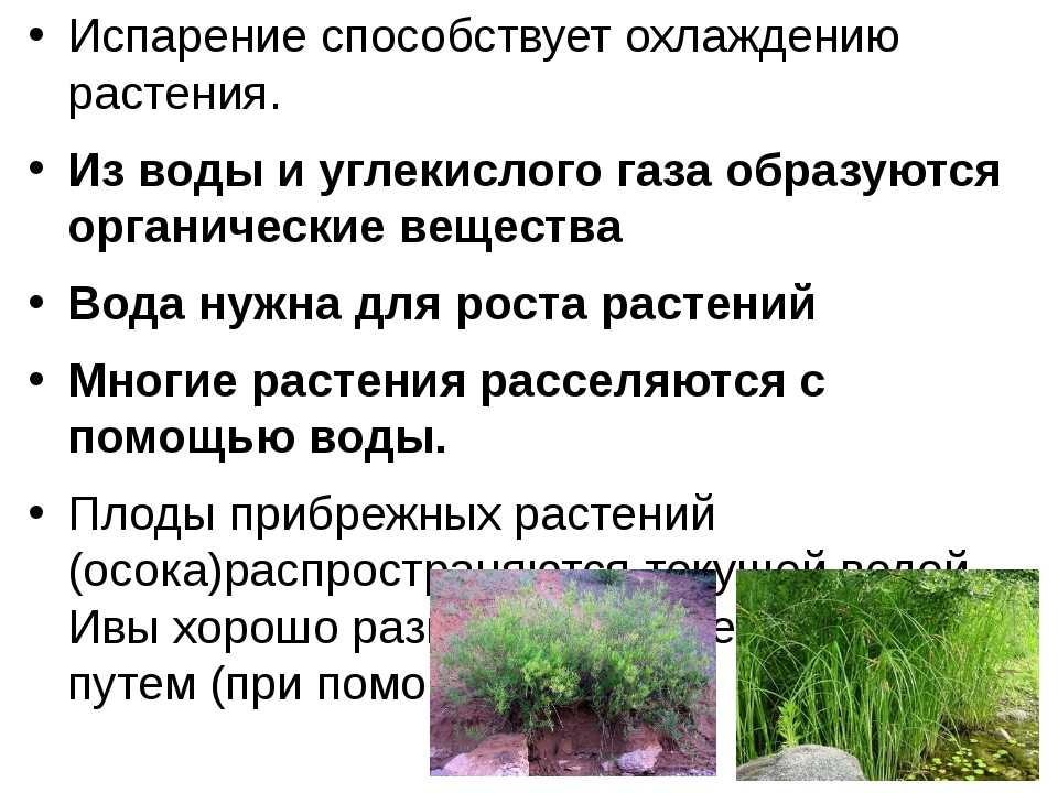 Экологические группы растений – кратко по отношению к свету и к влажности (6 класс, биология) » kupuk.net