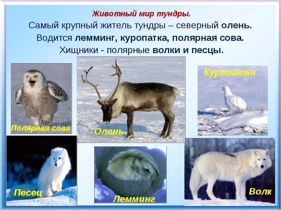 Таблица “природные зоны (4 класс)”