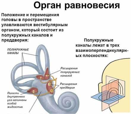 Органы слуха и равновесия: анатомические особенности