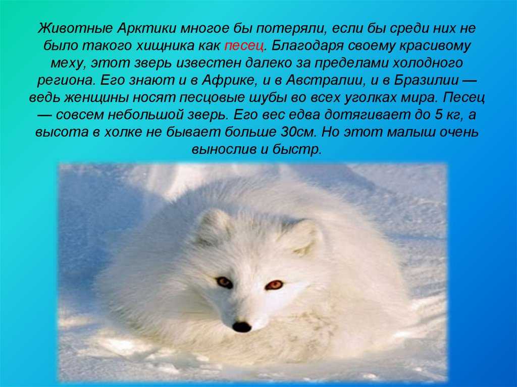 Животное песец: описание и фото полярной лисицы