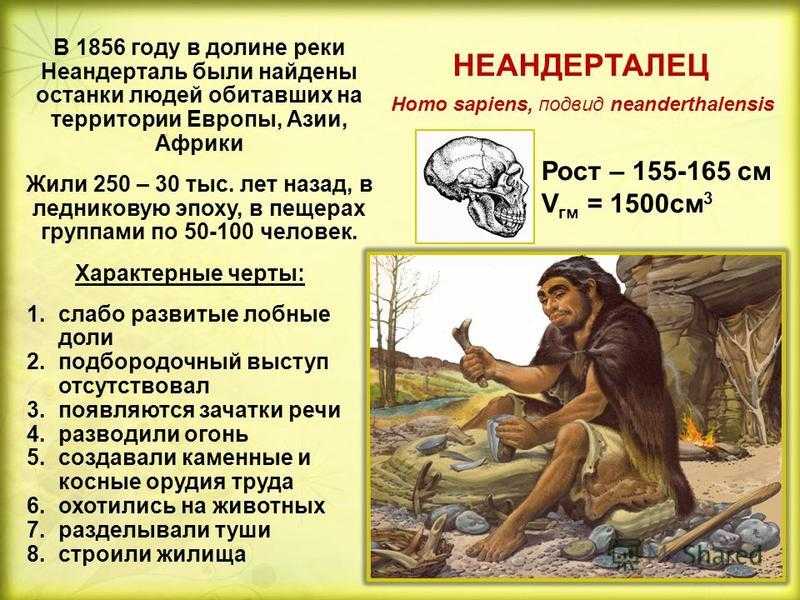 Вы неандерталец! кем были ближайшие кровные родственники современного человека