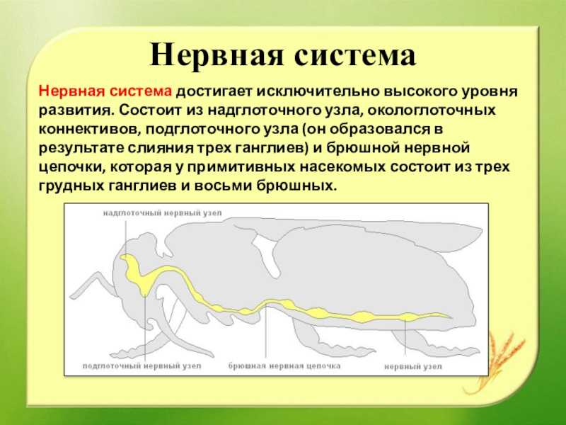 Конечности у насекомых