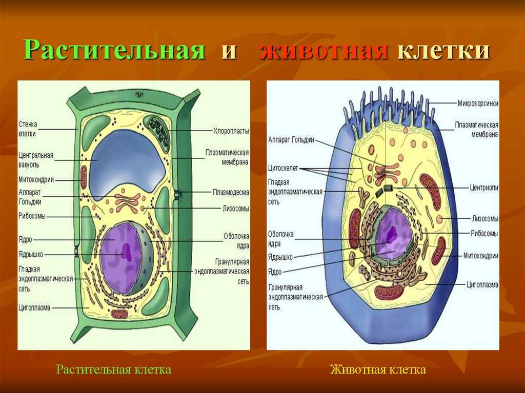 Сходства и различия в строении растительной и животной клетки