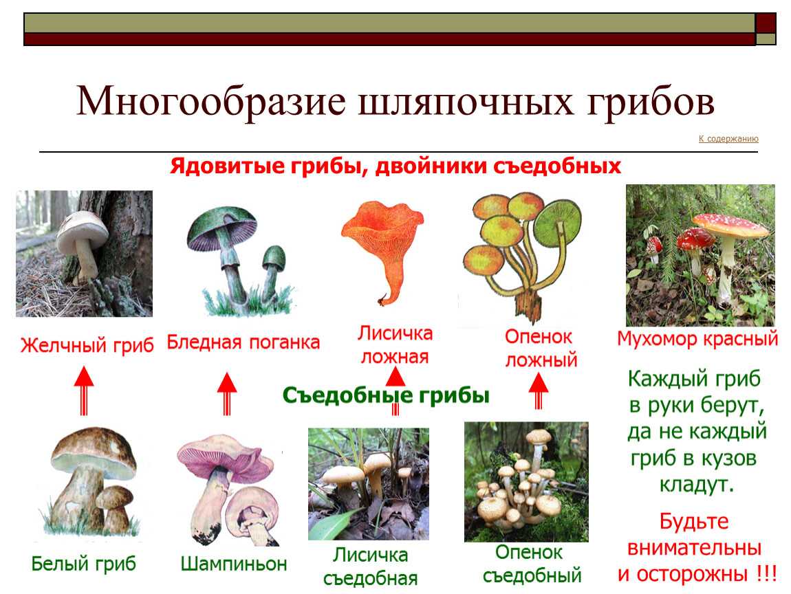 Самые опасные и ядовитые грибы