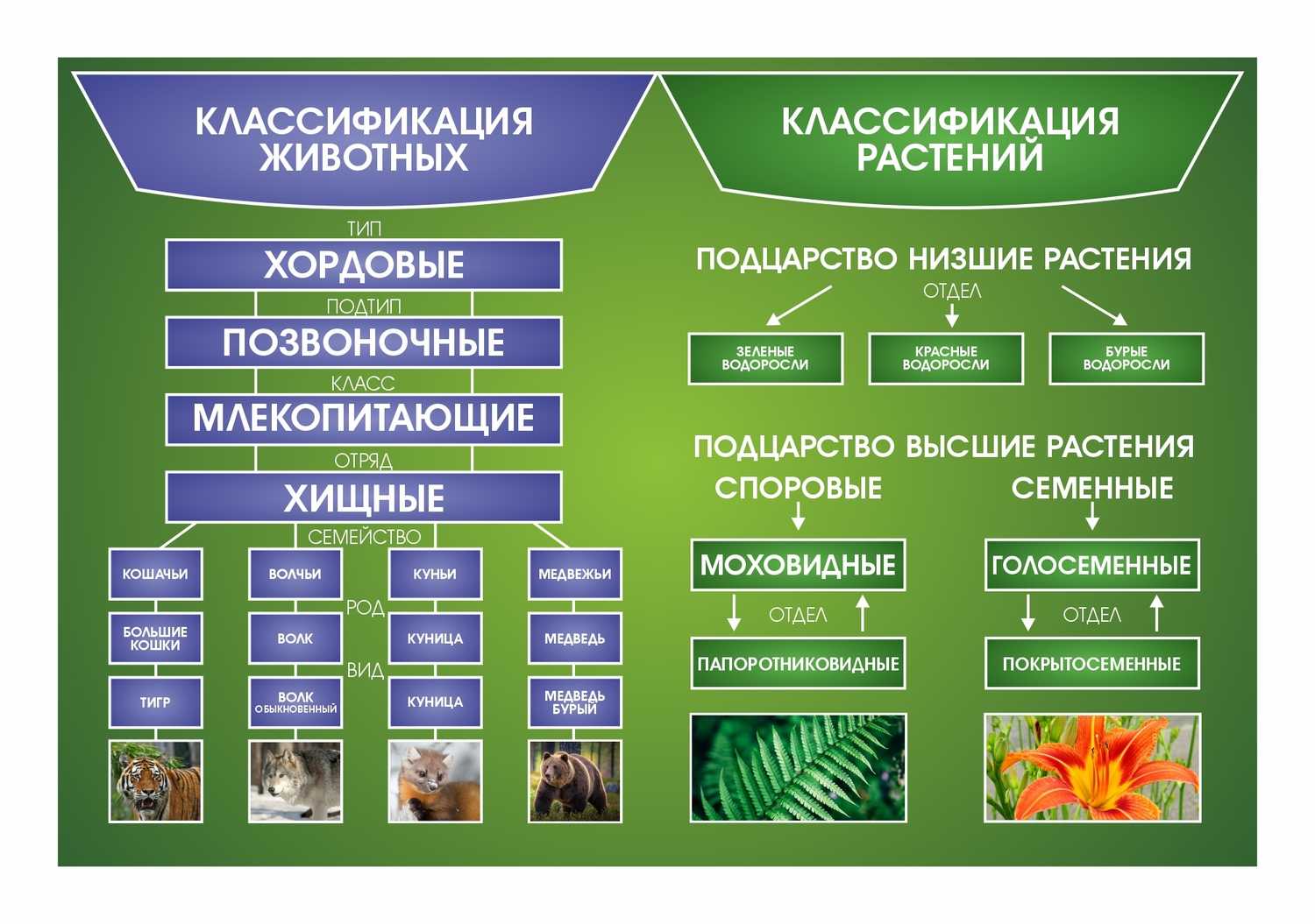 Конспект по биологии "царство растения" - учительpro
