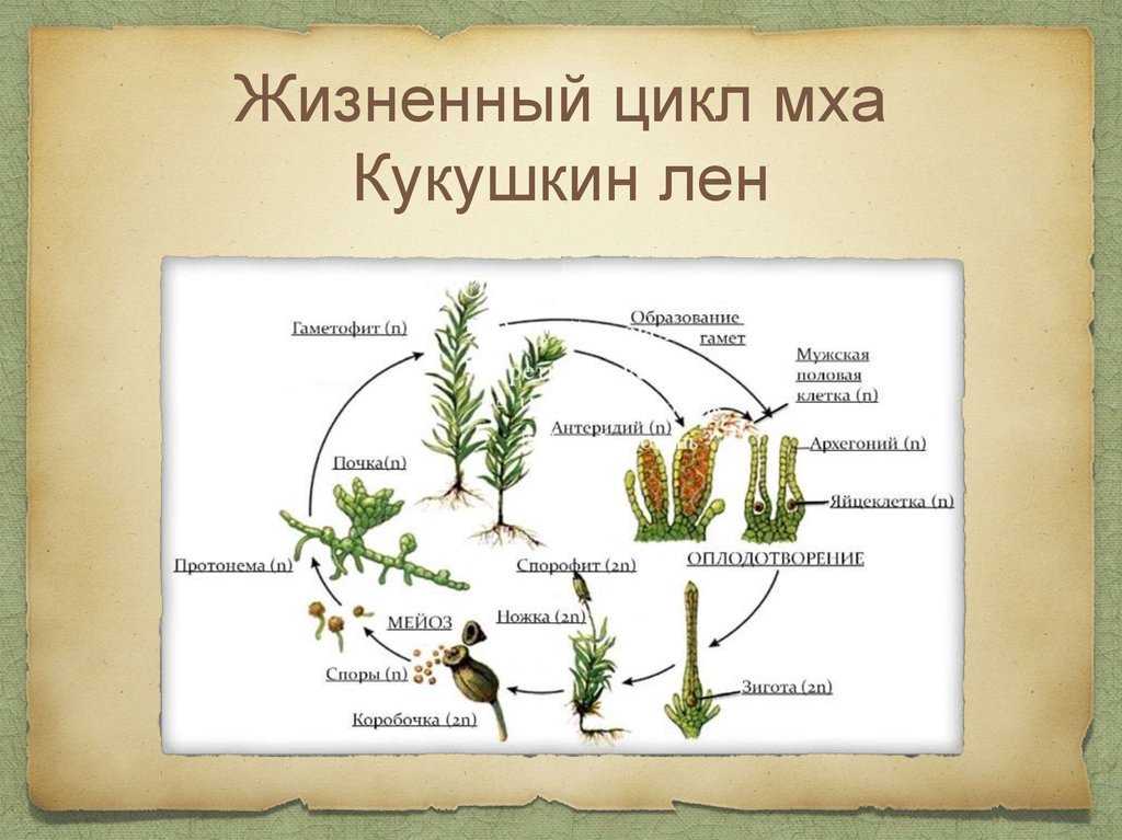 Последовательность этапов эволюции растений - сайт по биологии