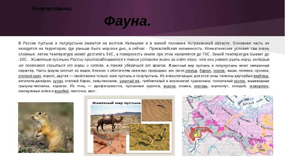 Природная зона пустынь: их классификация и характеристика - tarologiay.ru