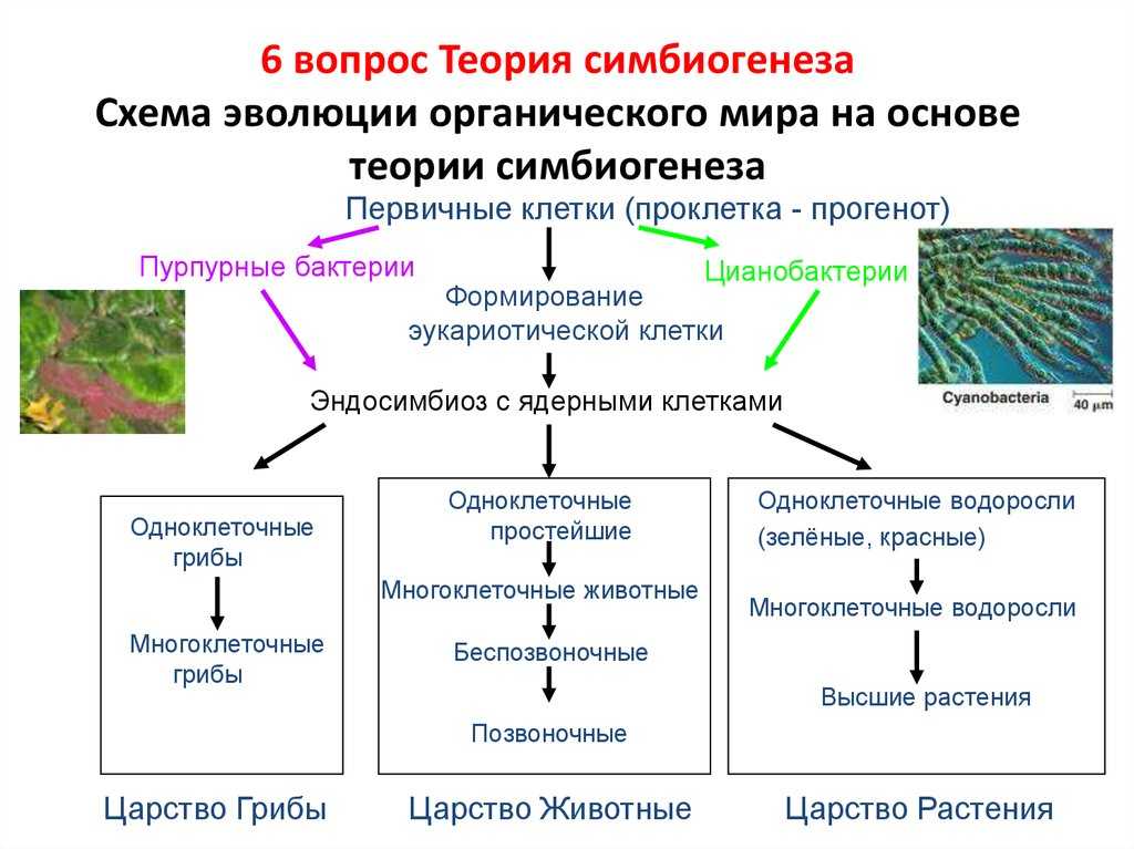 Симбиоз живых организмов в природе: определение, типы и примеры