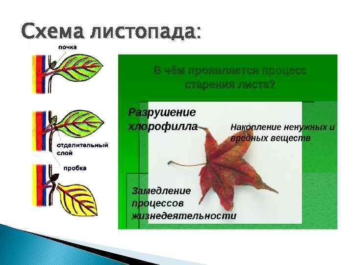 Дыхание растений - особенности, характеристика и значение процесса