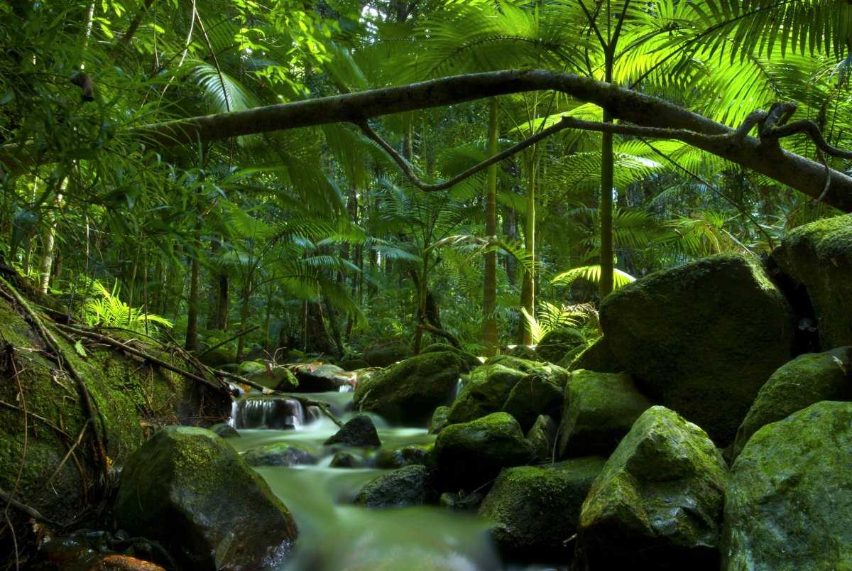 Тропические и субтропические влажные лиственные леса - frwiki.wiki