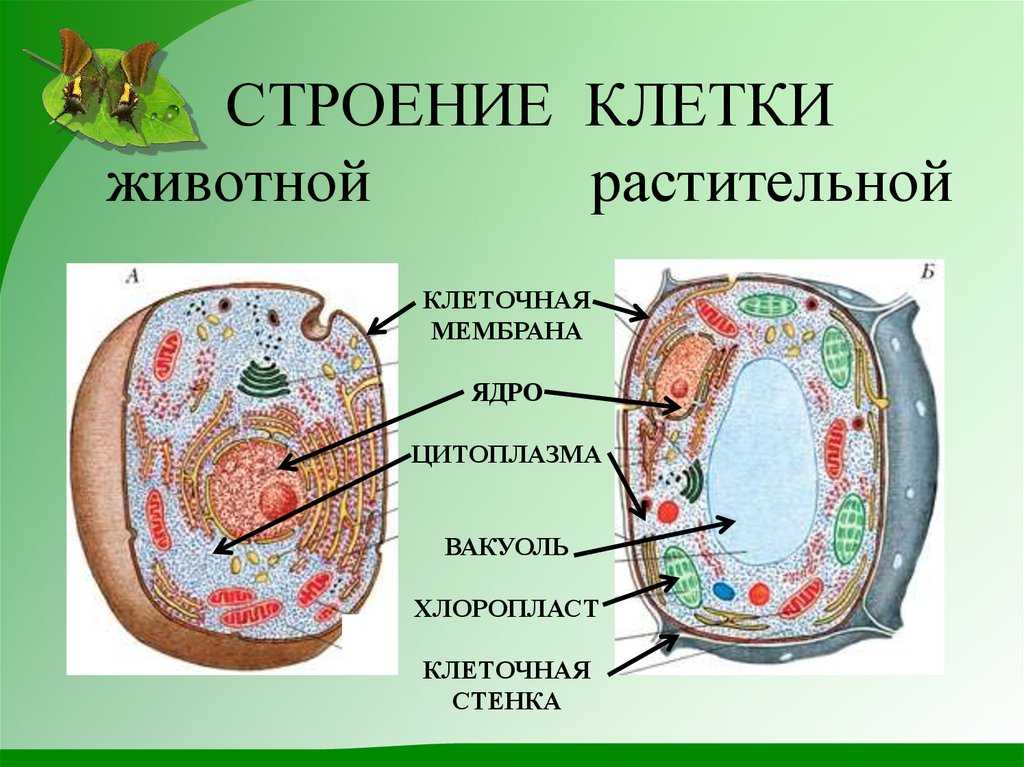 Все органы животных и растений состоят из клеток Основными компонентами растительных клеток являются ядро, вязкая жидкость под названием цитоплазма, оболочка, вакуоль и др