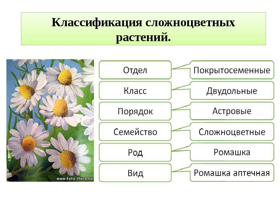 Что такое живой организм биология 5 класс. таблица живых организмов. * vsetemi.ru