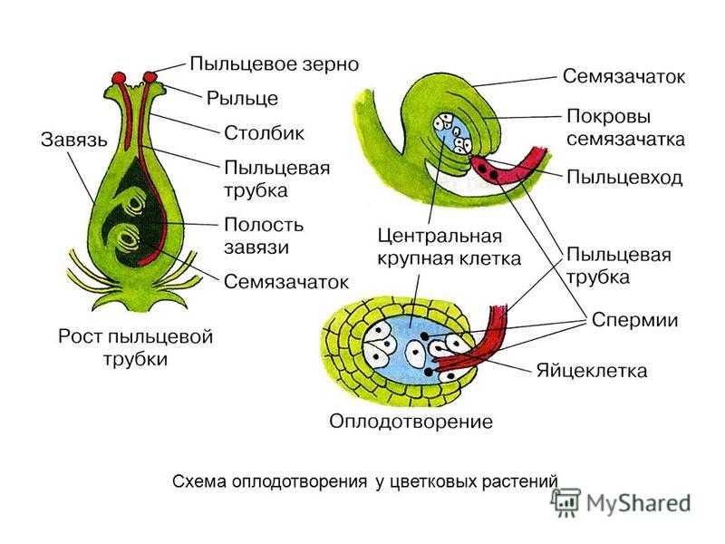 § 55. органы размножения. половые клетки. оплодотворение