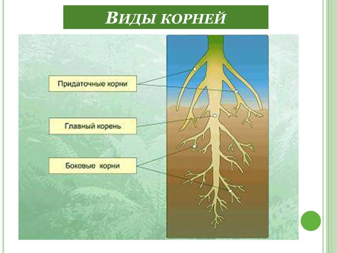 Особенности корневой системы растений – типы, примеры и значение