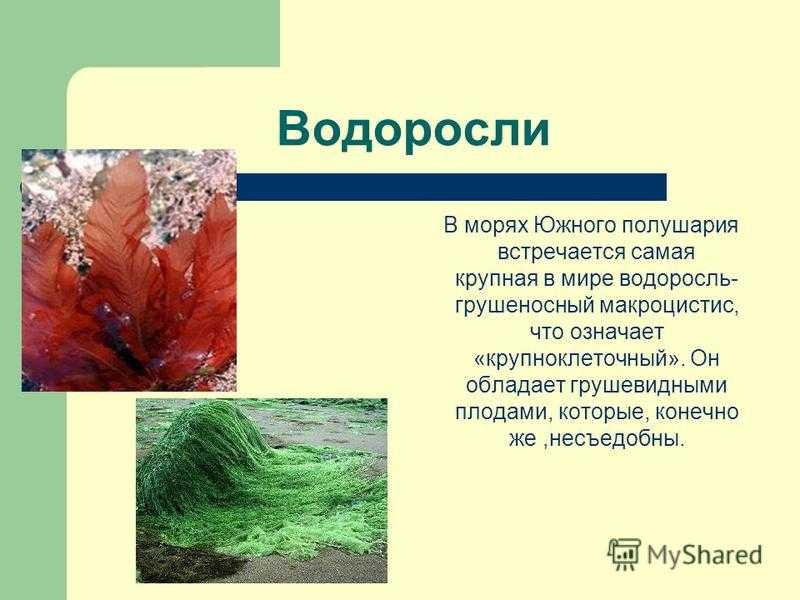 § 18. водоросли