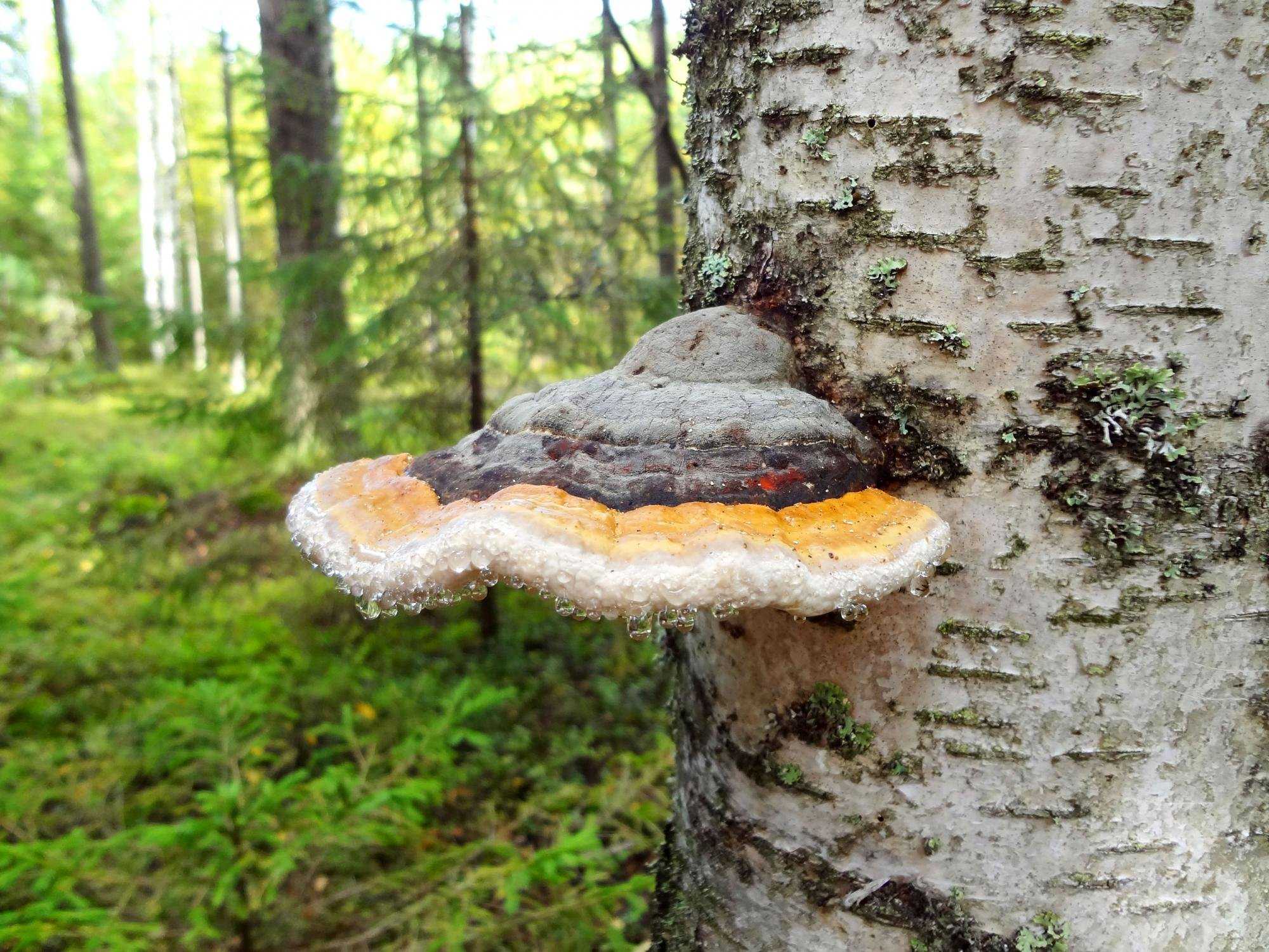 Виды мхов, названия, фото и классификация