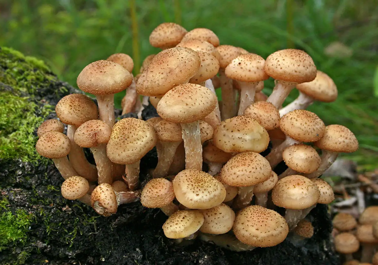 Календарь грибника и определитель грибов
