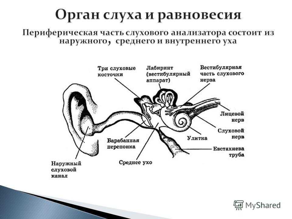 Строение, функции внутреннего уха и его возрастные особенности.