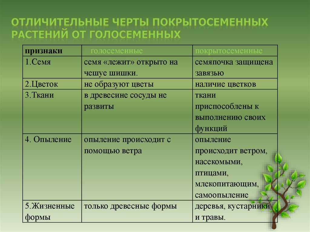 Урок 10: что общего у растений? - 100urokov.ru
