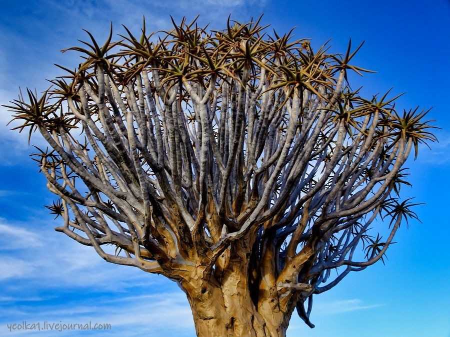Африканское дерево баобаб: описание и полезные свойства