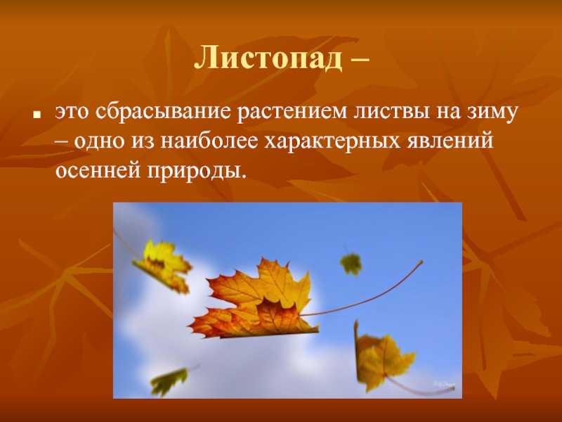 Лист растения. характеристика и классификация листьев