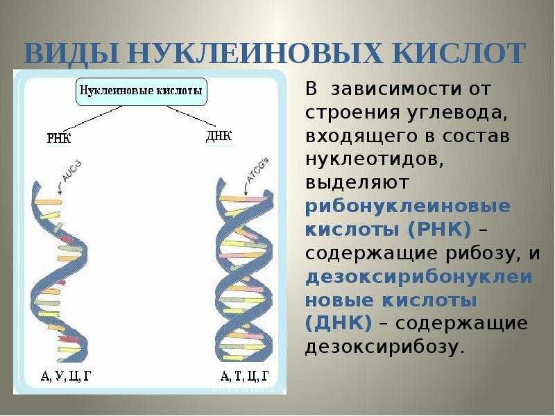 Рнк (рибонуклеиновая кислота) | молекулярная биология