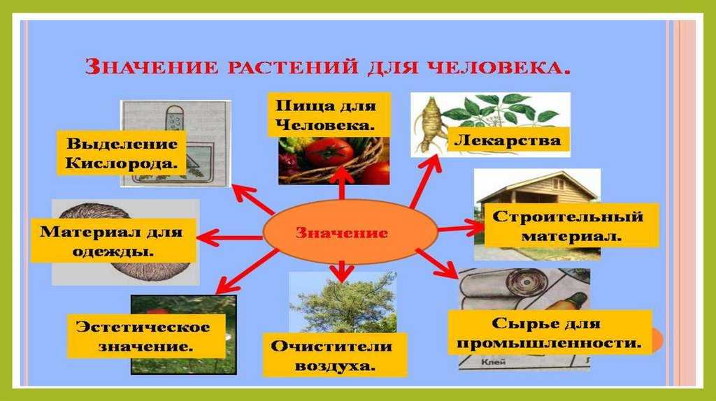 Сообщение на тему «красная книга россии»: краткий школьный доклад о животном и растительном мире