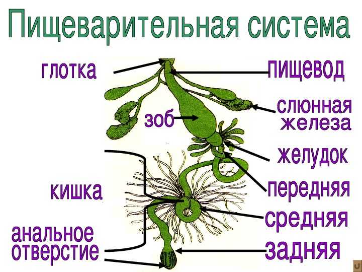 Для чего нужны усы насекомым