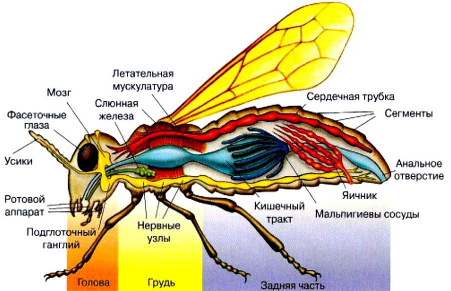 Зачем кошке усы: особенности строения, функции вибриссов, проблемы