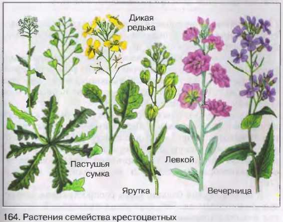 Однодольные и двудольные растения: характерные признаки, особенности, отличительные черты