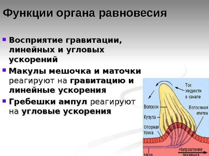 Значение вестибулярного аппарата и способы его тренировки — novaum.ru