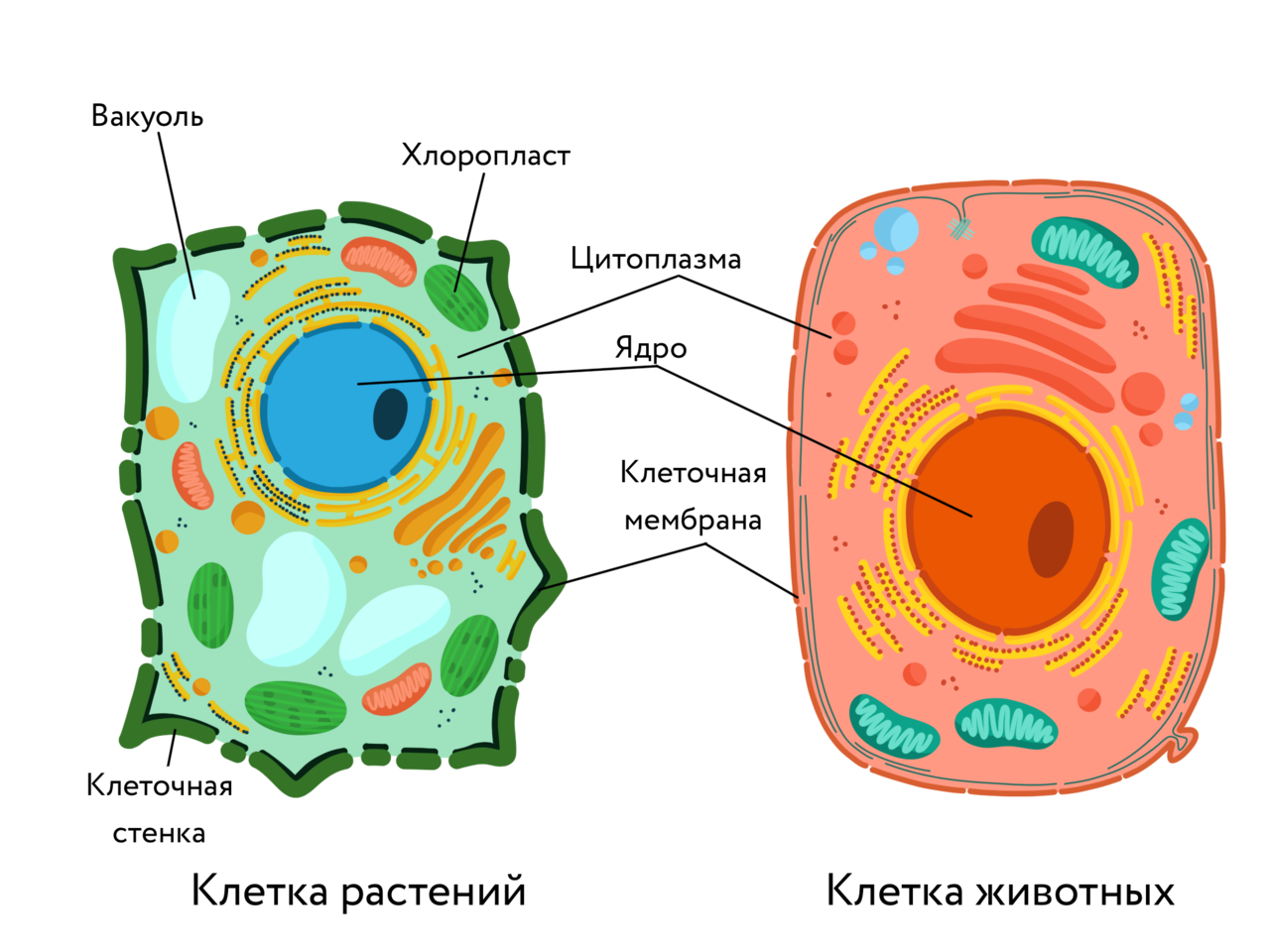 Растительная клетка - строение и функции органоидов, сравнительная характеристика с животной клеткой
