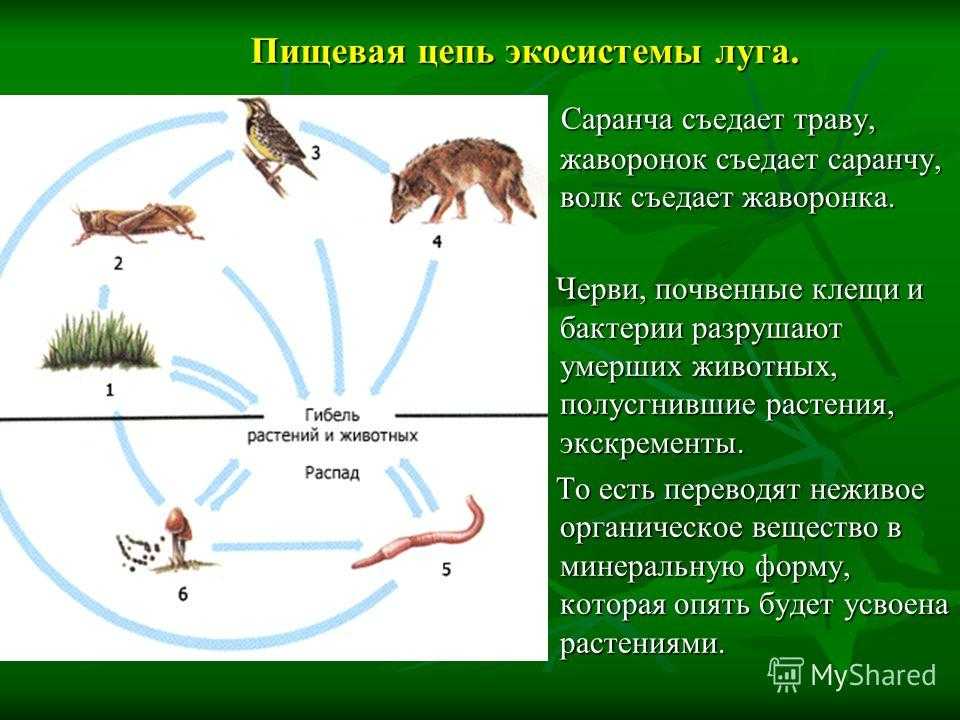Животные лесной зоны россии